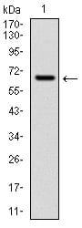 Figure 1: Western blot analysis using CYP1A1 mAb against human CYP1A1 (AA: 203-461) recombinant protein. (Expected MW is 60 kDa)