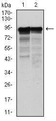Figure 1: Western blot analysis using NEFL mouse mAb against Hela (1) and Jurkat (2) cell lysate.