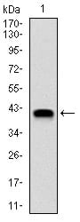 Figure 1: Western blot analysis using NEDD8 mAb against human NEDD8 (AA: 1-81) recombinant protein. (Expected MW is 40 kDa)