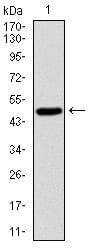 Figure 1: Western blot analysis using SKP1 mAb against human SKP1 (AA: 1-160) recombinant protein. (Expected MW is 50 kDa)