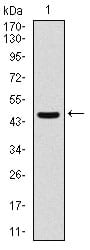 Figure 1: Western blot analysis using ASS1 mAb against human ASS1 (AA: 40-236) recombinant protein. (Expected MW is 47 kDa)