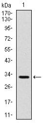 Figure 1: Western blot analysis using CD30 mAb against human CD30 (AA: 536-590) recombinant protein. (Expected MW is 32 kDa)