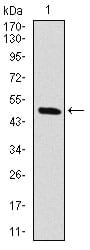Figure 1: Western blot analysis using RAF1 mAb against human RAF1 (AA: 198-407) recombinant protein. (Expected MW is 73 kDa)
