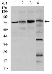 Figure 1: Western blot analysis using FOXO1 mouse mAb against Hela (1), HEK293 (2), MCF-7(3), and C6 (4) cell lysate.