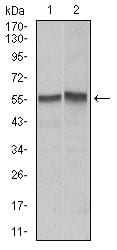 Figure 1: Western blot analysis using FAS mouse mAb against Hela (1), Jurkat (2) cell lysate.