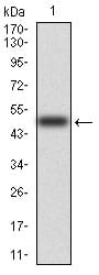 Figure 1: Western blot analysis using RAF1 mAb against human RAF1 (AA: 198-407) recombinant protein. (Expected MW is 48.6 kDa)