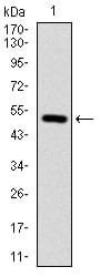 Figure 1: Western blot analysis using ITGB1 mAb against human ITGB1 (AA: 50-270) recombinant protein. (Expected MW is 50.6 kDa)
