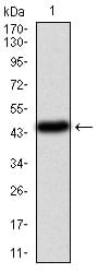 Figure 1: Western blot analysis using PIK3CA mAb against human PIK3CA (AA: 881-1068) recombinant protein. (Expected MW is 47.4 kDa)