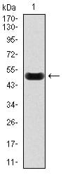 Figure 1: Western blot analysis using CRP mAb against human CRP recombinant protein. ( AA: 1-224, Expected MW is 51 kDa)