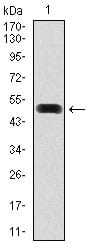 Figure 1: Western blot analysis using FN1 mAb against human FN1 (AA: 1965-2176) recombinant protein. (Expected MW is 49.6 kDa)
