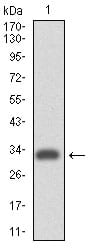 Figure 1: Western blot analysis using ITGA4 mAb against human ITGA4 (AA: 926-978) recombinant protein. (Expected MW is 31.7 kDa)