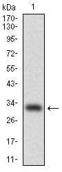 Figure 1: Western blot analysis using CEBPA mAb against human CEBPA (AA: 139-204) recombinant protein. (Expected MW is 32.7 kDa)