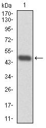 Figure 1: Western blot analysis using RPA1 mAb against human RPA1 (AA: 308-513) recombinant protein. (Expected MW is 48.3 kDa)