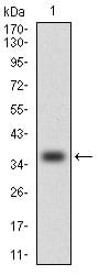 Figure 1: Western blot analysis using CCL2 mAb against human CCL2 (AA: 1-99) recombinant protein. (Expected MW is 36.5 kDa)