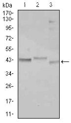 Figure 1: Western blot analysis using CEBPA mouse mAb against Jurkat (1), k562 (2), and HepG2 (3) cell lysate.