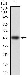 Figure 1: Western blot analysis using RAP1A mAb against human RAP1A (AA: 28-180) recombinant protein. (Expected MW is 43.2 kDa)