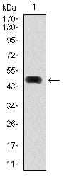 Figure 1: Western blot analysis using HSP90AA1 mAb against human HSP90AA1 (AA: 275-484) recombinant protein. (Expected MW is 50.5 kDa)