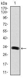 Figure 1: Western blot analysis using GAB1 mAb against human GAB1 (AA: 661-724) recombinant protein. (Expected MW is 32.4 kDa)