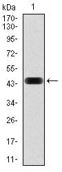 Figure 1: Western blot analysis using NCK1 mAb against human NCK1 (AA: 203-371) recombinant protein. (Expected MW is 44.9 kDa)