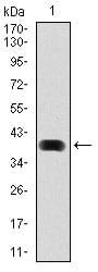 Figure 1: Western blot analysis using MAP1LC3B mAb against human MAP1LC3B (AA: 1-125) recombinant protein. (Expected MW is 40.2 kDa)