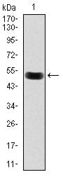 Figure 1: Western blot analysis using Lplunc1 mAb against mouse Lplunc1 (AA: 248-475) recombinant protein. (Expected MW is 50.8 kDa)