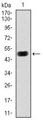 Figure 1: Western blot analysis using PRKACG mAb against human PRKACG (AA: 164-351) recombinant protein. (Expected MW is 47.1 kDa)
