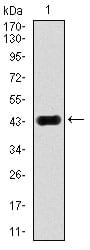 Figure 1: Western blot analysis using MAPK8 mAb against human MAPK8 (AA: 227-380) recombinant protein. (Expected MW is 43.4 kDa)