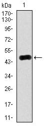 Figure 1: Western blot analysis using RAB4A mAb against human RAB4A (AA: 22-218) recombinant protein. (Expected MW is 47.9 kDa)