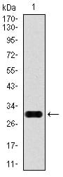 Figure 1: Western blot analysis using GPC3 mAb against human GPC3 (AA: 55-200) recombinant protein. (Expected MW is 28.5 kDa)