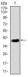 Figure 1: Western blot analysis using DLL4 mAb against human DLL4 (AA: 313-439) recombinant protein. (Expected MW is 39.2 kDa)