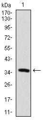 Figure 1: Western blot analysis using MAP2 mAb against human MAP2 recombinant protein. (Expected MW is 36.1 kDa)