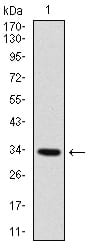 Figure 1: Western blot analysis using MYF6 mAb against human MYF6 recombinant protein. (Expected MW is 33.4 kDa)