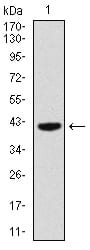 Figure 1: Western blot analysis using PAX5 mAb against human PAX5 recombinant protein. (Expected MW is 41.2 kDa)