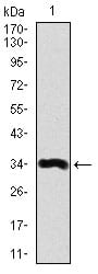 Figure 1: Western blot analysis using LPA mAb against human LPA recombinant protein. (Expected MW is 34.1 kDa)