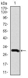 Figure 1: Western blot analysis using DCX mAb against human DCX recombinant protein. (Expected MW is 34.1 kDa)