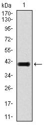 Figure 1: Western blot analysis using TGFb1 mAb against human TGFb1 recombinant protein. (Expected MW is 41 kDa)