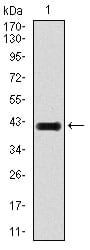 Figure 1: Western blot analysis using E2F1 mAb against human E2F1 recombinant protein. (Expected MW is 42.7 kDa)