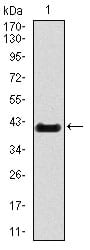 Figure 1: Western blot analysis using T mAb against human T recombinant protein. (Expected MW is 40.3 kDa)
