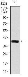 Figure 1: Western blot analysis using DLL4 mAb against human DLL4 recombinant protein. (Expected MW is 39.2 kDa)