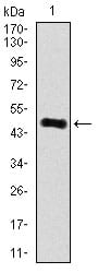 Figure 1: Western blot analysis using ARHGDIA mAb against human ARHGDIA recombinant protein. (Expected MW is 48.7 kDa)