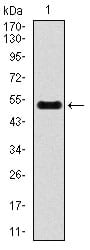 Figure 1: Western blot analysis using INCENP mAb against human INCENP recombinant protein. (Expected MW is 50.2 kDa)