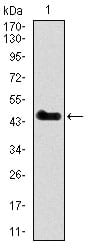 Figure 1: Western blot analysis using SPI1 mAb against human SPI1 recombinant protein. (Expected MW is 46.9 kDa)