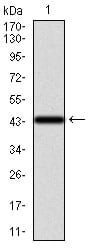 Figure 1: Western blot analysis using KRT13 mAb against human KRT13 recombinant protein. (Expected MW is 43.4 kDa)