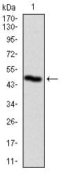 Figure 1: Western blot analysis using PLK1 mAb against human PLK1 recombinant protein. (Expected MW is 45.7 kDa)