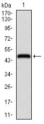 Figure 1: Western blot analysis using ENO2 mAb against human ENO2 recombinant protein. (Expected MW is 46 kDa)