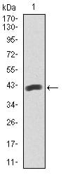 Figure 1: Western blot analysis using PAX5 mAb against human PAX5 recombinant protein. (Expected MW is 41.2 kDa)