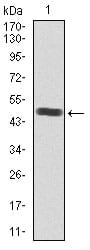Figure 1: Western blot analysis using SRY mAb against human SRY recombinant protein. (Expected MW is 49.4 kDa)