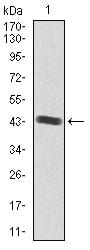 Figure 1: Western blot analysis using IGF2 mAb against human IGF2 recombinant protein. (Expected MW is 43.1 kDa)
