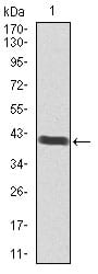 Figure 1: Western blot analysis using POU3F2 mAb against human POU3F2 recombinant protein. (Expected MW is 42.1 kDa)
