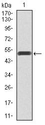 Figure 1: Western blot analysis using PIK3R1 mAb against human PIK3R1 recombinant protein. (Expected MW is 53.4 kDa)